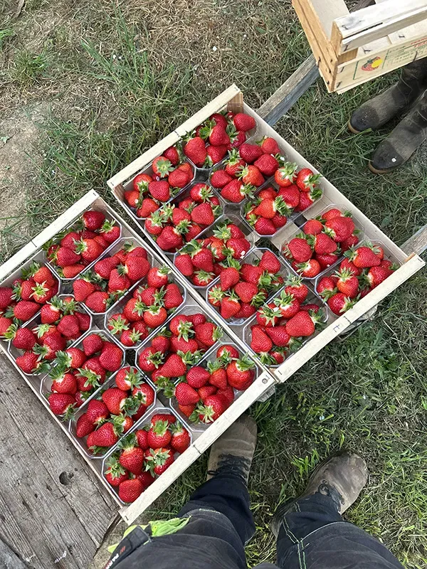 Cagettes de fraises vue de haut