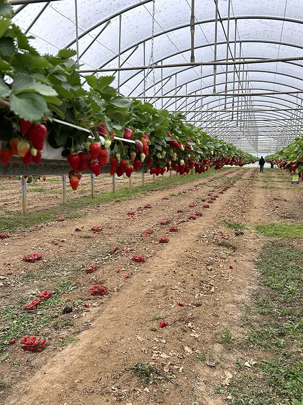Fraisiers hors sol en premier plan et rangs de fraisiers