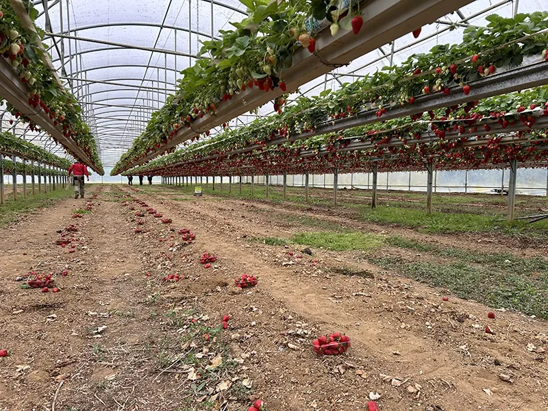 Intérieur d'une serre de fraise