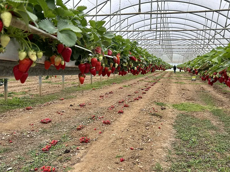 Récolte de fraises dans une serre