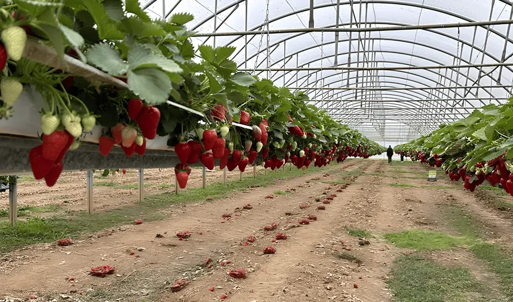 Allée de fraise (1)